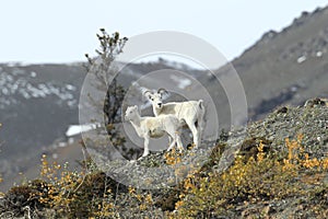 Dall Sheep (Orvis dalli)Sheep Mounten Alaska,USA