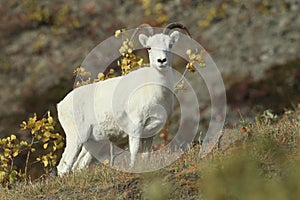 Dall Sheep (Orvis dalli)Sheep Mounten Alaska,USA