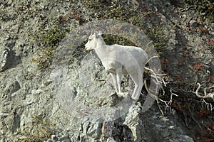 Dall Sheep (Orvis dalli)Sheep Mounten Alaska,USA