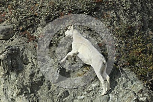 Dall Sheep (Orvis dalli)Sheep Mounten Alaska,USA