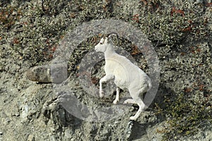 Dall Sheep (Orvis dalli)Sheep Mounten Alaska,USA