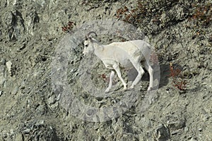 Dall Sheep (Orvis dalli)Sheep Mounten Alaska,USA