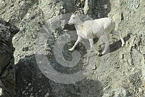 Dall Sheep (Orvis dalli)Sheep Mounten Alaska,USA