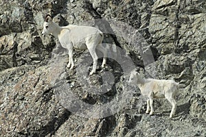 Dall Sheep (Orvis dalli)Sheep Mounten Alaska,USA