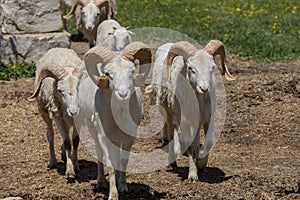 The Dall sheep Ovis dalli, thinhorn sheep or Dall`s sheep, is a wild sheep native to northwestern North America.