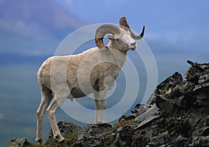 Dall Sheep Ram photo