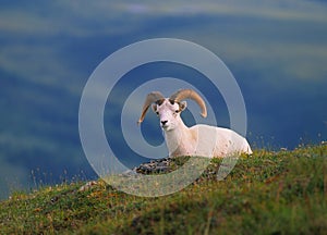 Dall Sheep Ram