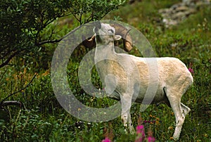 Dall Sheep Ram Eating
