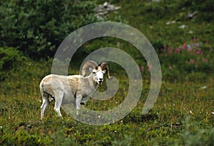 Dall Sheep Ram in Meadow