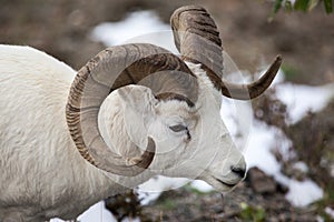 Dall sheep ram