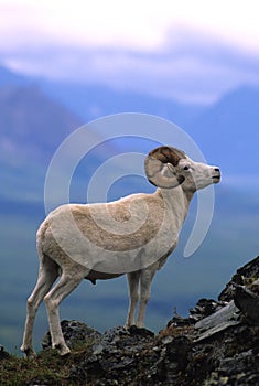 Dall Sheep Ram on Ridge