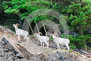 Dall Sheep Ram's