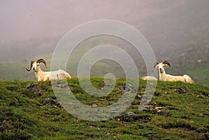 Dall Sheep Rams Bedded