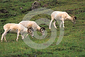 Dall Sheep Rams Feeding