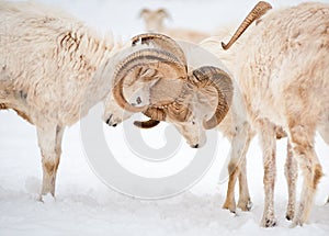 Dall Sheep Rams Lock Horns photo