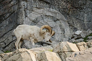Dall sheep on the rock terraine