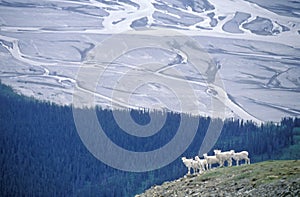 Dall sheep in St. Elias National Park, Wrangell, Alaska photo