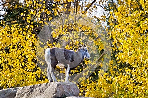 Dall Sheep Standing On Top of Rock