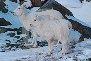 Dall Sheep photo