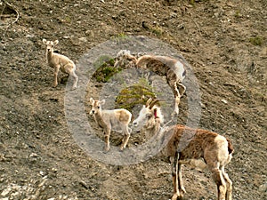 Dall sheep with young lambs along the highway in Alaska