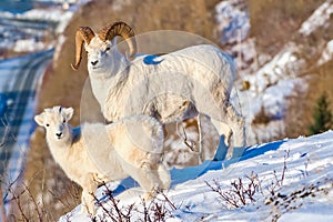 Dall Sheer Ram and Lamb