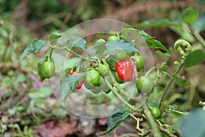 Dalle chilli on plant, Dalle khursani, Akabare Khursani, red cherry pepper chilli organic cultivation in Sikkim Himalaya