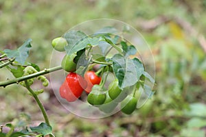 Dalle chilli on plant, Dalle khursani, Akabare Khursani, red cherry pepper chilli organic cultivation in Sikkim Himalaya