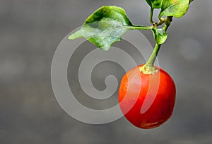 Dalle Red Hot Chilies Extremely Sharp, the Himalayan chilli