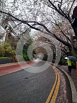 Dalmaji-gil road and cherry blossoms