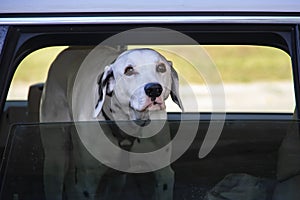 Dalmanation dog looking out of window of car