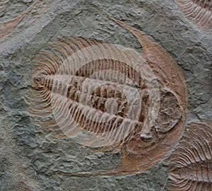 Dalmanites Fossile