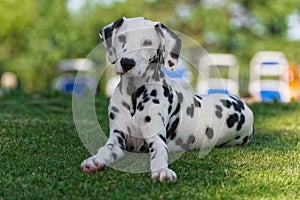 Dalmata dog puppy