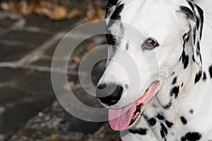 Dalmatian