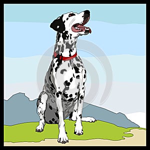 Dalmatian photo