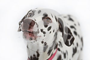 Dalmatian