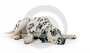 Dalmatian