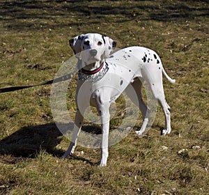 Dalmatian