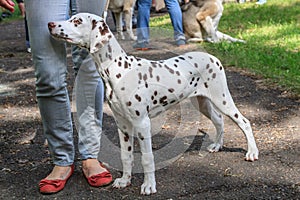 Dalmatian