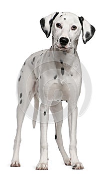 Dalmatian, 18 months old, standing