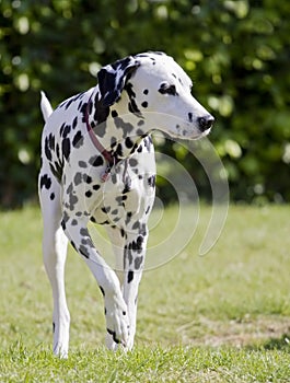 Dalmatian