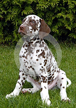 Dalmatian