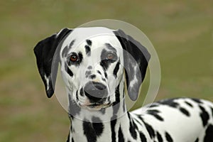 Dalmatian photo