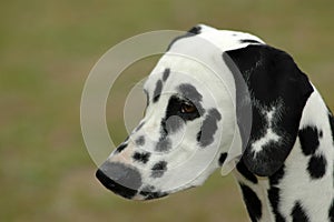 Dalmatian