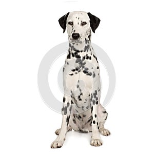 Dalmatian