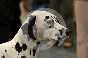 Dalmatian