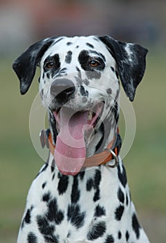 DALMATIAN