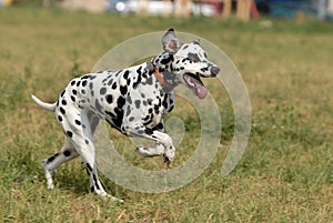 Dalmatian