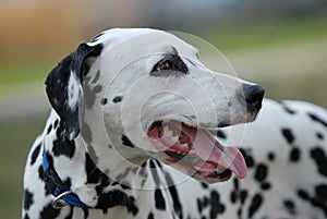 Dalmatian