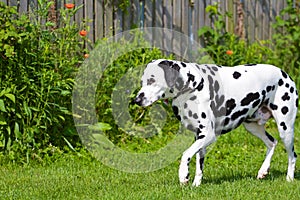 Dalmatian