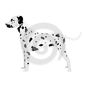 Dalmatian